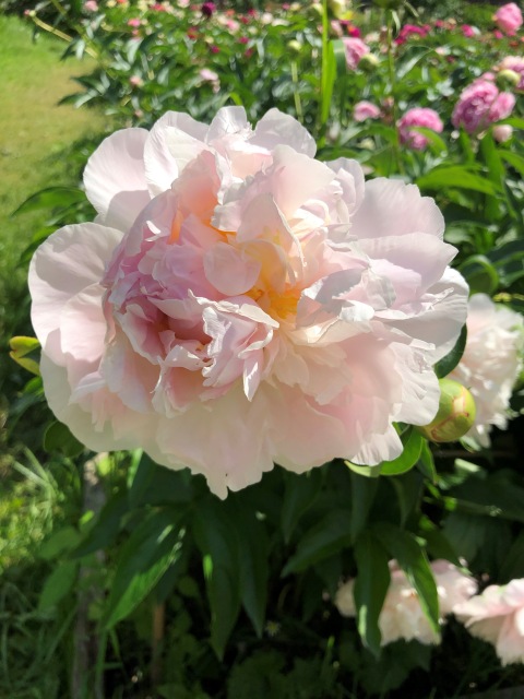 Тони Старк: приключения без брони. И снова Аптекарский огород | Бэйбики Тони Старк: приключения без брони. И снова Аптекарский огород