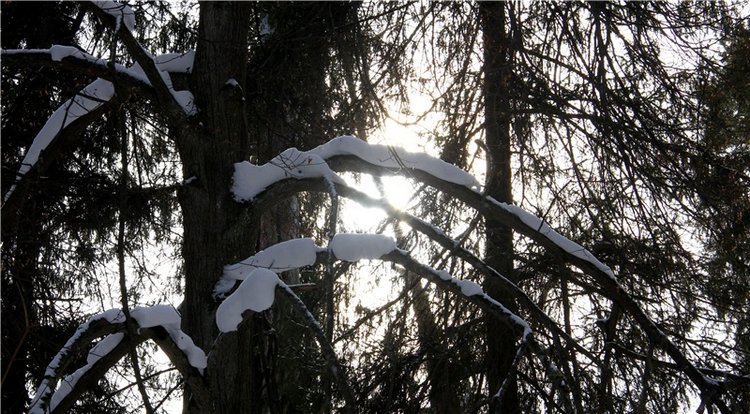 В поисках Синей птицы. Merle от Sissel Bjorstad Skille, Фирмы Götz