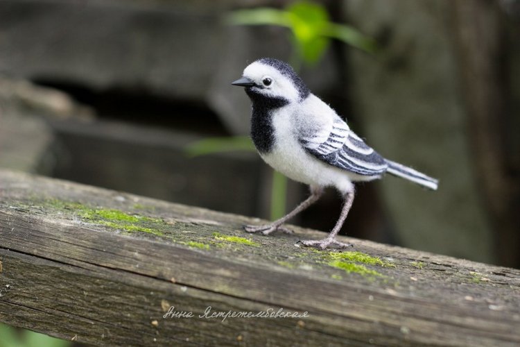 Белая трясогузка — Валяные игрушки из шерсти: сухое валяние