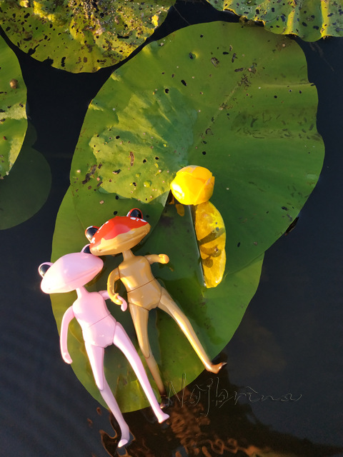 Wonderfrog. Красота в простоте