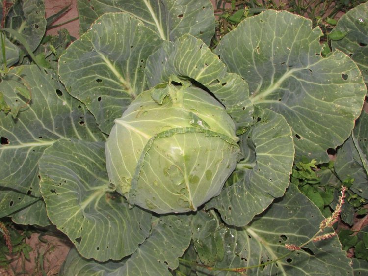 Путешествие в Нижегородскую область - часть 3 - Тимошка на усадьбе