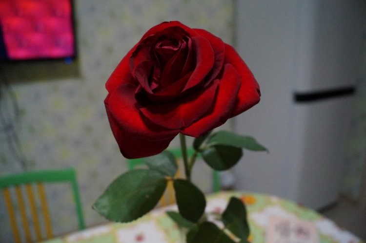 Агаша шьёт для Блайз + обзор подарков от друзей