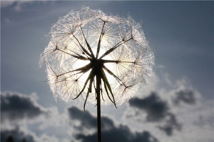 Странница во времени — Антикварные куклы Simon & Halbig (S&H): Симон Хальбиг