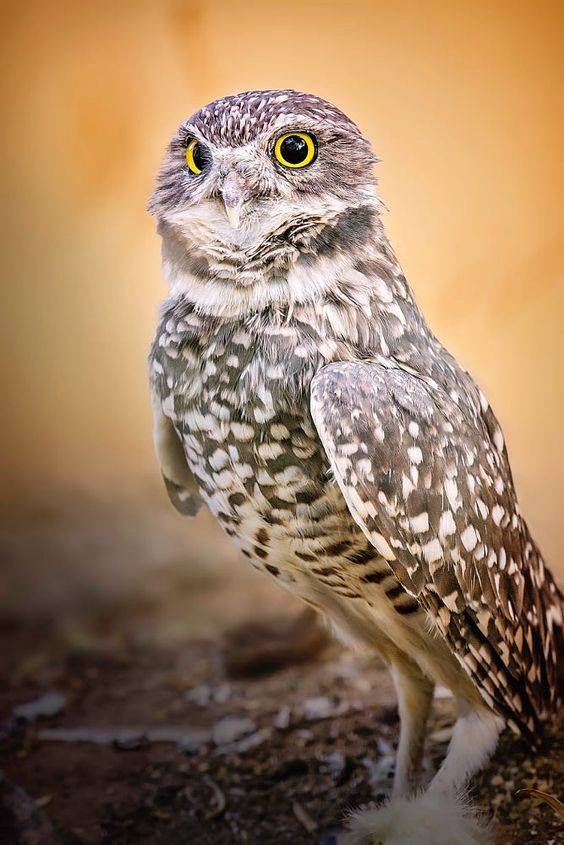 Любительские и профессиональные фотографии Сов (выпуск 2)