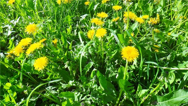 Просто Весна — Красивая природа и цветы: фото пейзажей