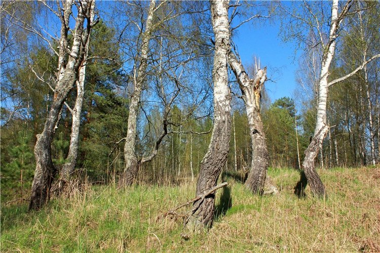 Прогулка Софи. Lati HoneyBee New Mystic Sophie | Бэйбики Прогулка Софи. Lati HoneyBee New Mystic Sophie