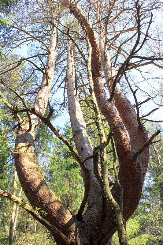 Савватьева Пустынь, Тверская область