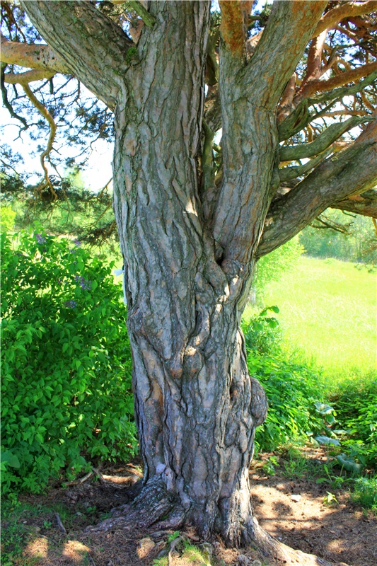 Иванишинская сосна — Культура (фото 6)