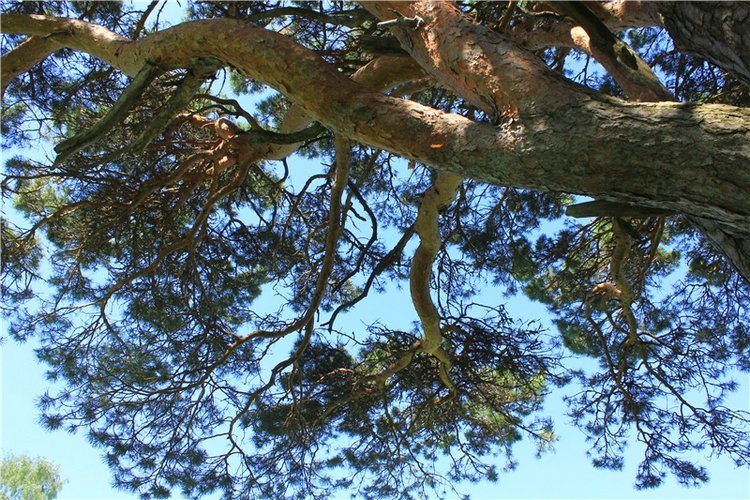 Иванишинская сосна — Культура