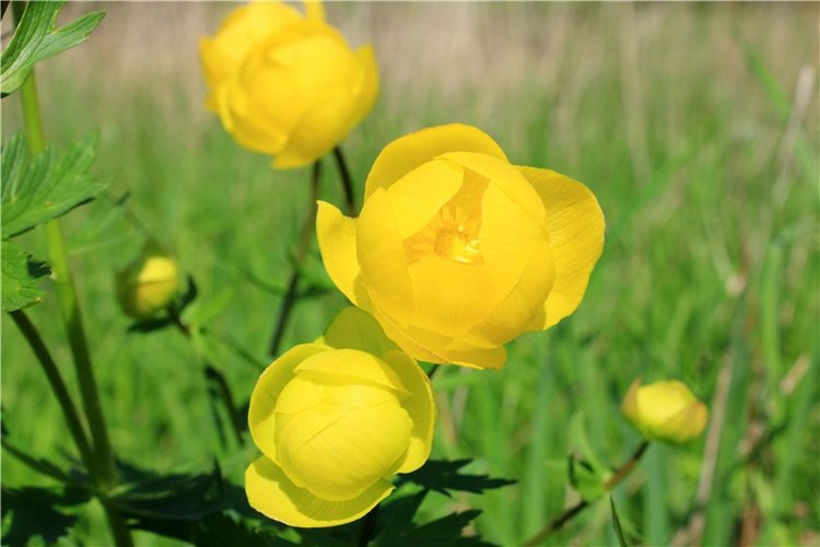 Эля в Иванишах. Twinkles Ella Chocolate