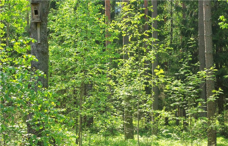 Ландышевый Лес. Twinkles Ella Chocolate