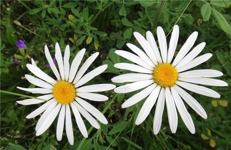 Ромашковый Июнь — Куклы Meadow dolls (Медовушки): BJD (БЖД)