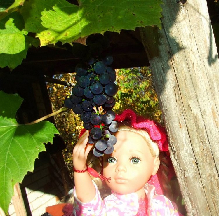 Линка и Иришка - сборщицы винограда | Бэйбики Линка и Иришка - сборщицы винограда