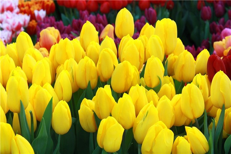 Выставка тюльпанов в Твери