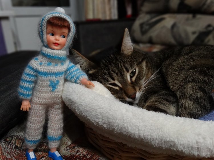 Кото-фото — В мире животных: смешные фото питомцев и зверей