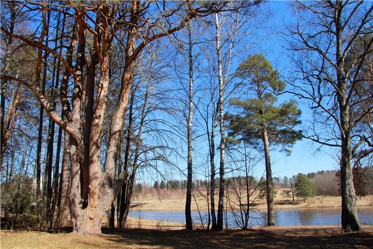 Апрельский день в Василёво, продолжение (фото 2)