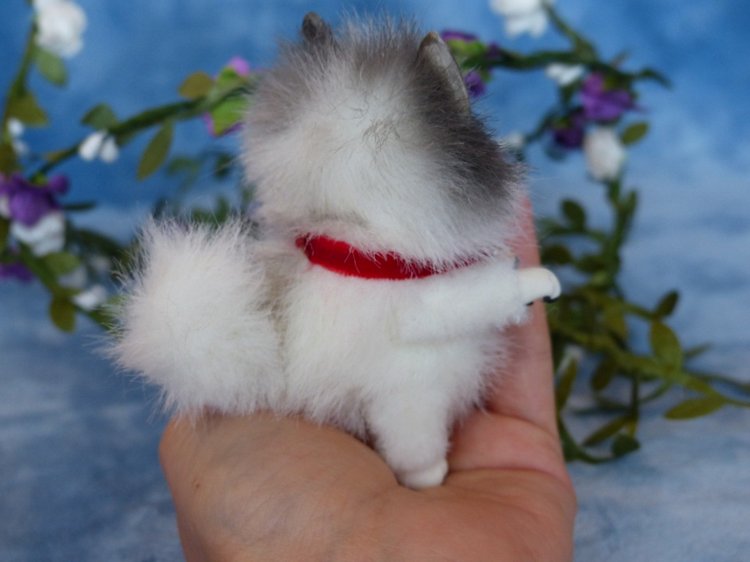 Малыш Хаски, крошка на ладошке. А может Хаски на Аляске? Или Хаски голубые глазки