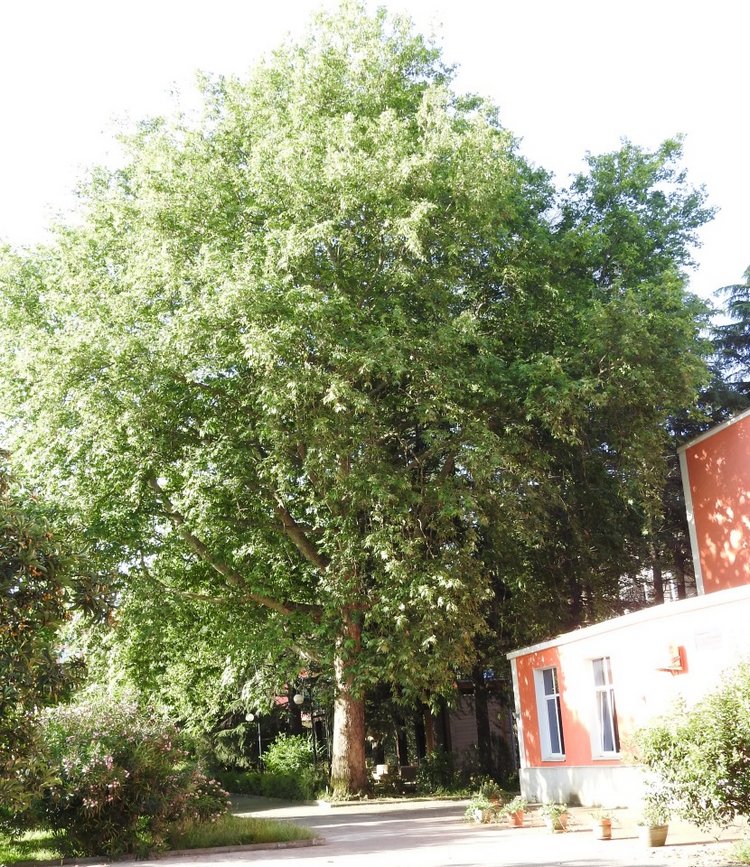 Краснодарский Край, Сочи-Адлер, Санаторий «Южное Взморье»