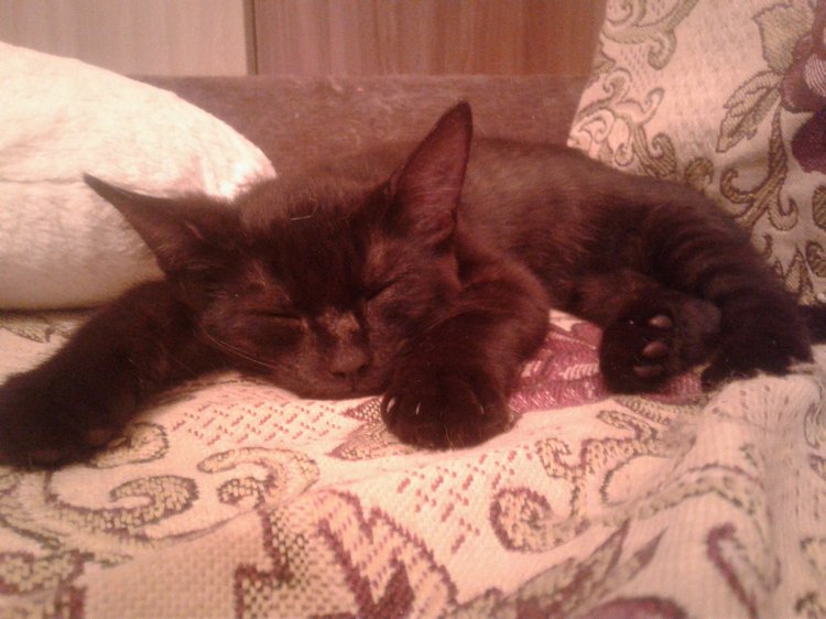 Больше никаких кошек! А котята не считаются | Бэйбики Больше никаких кошек! А котята не считаются