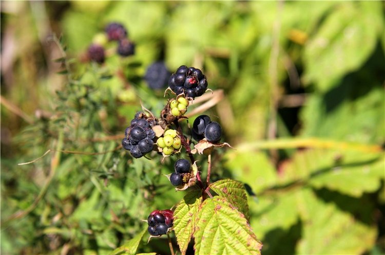 Старицкая Швейцария. Старицкие пещеры, д. Толпино, заключительная часть