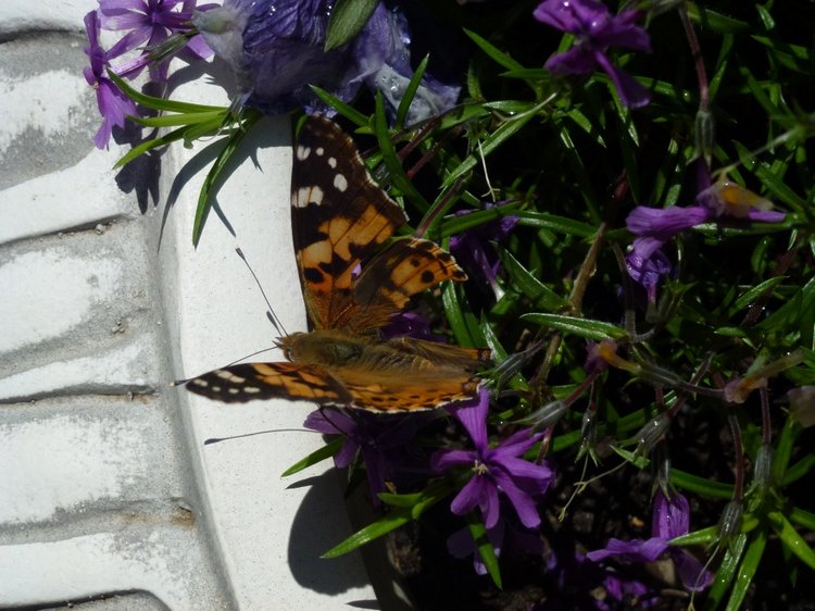 Сочи-Адлер: Южное Взморье - Мои любимые куколки на отдыхе