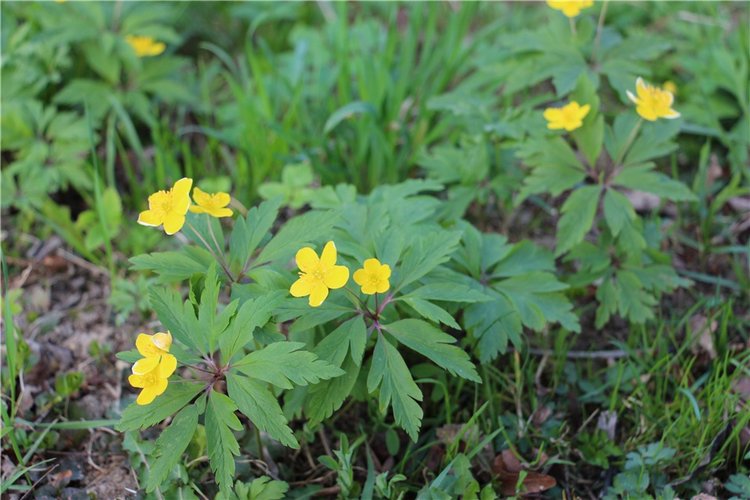 Один раз в год сады цветут
