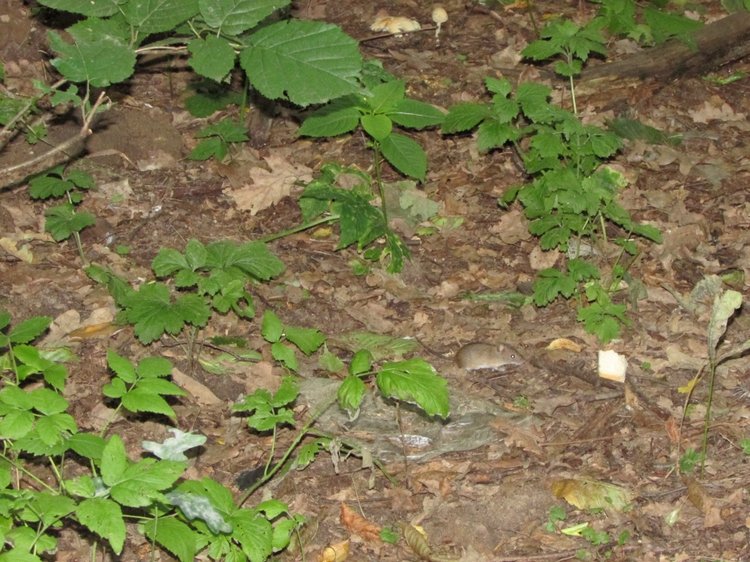 Веселое путешествие по Парку Измайлово (фото 6)