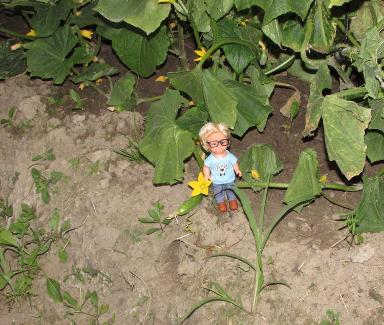 Путешествие в Нижегородскую область - часть 3 - Тимошка на усадьбе