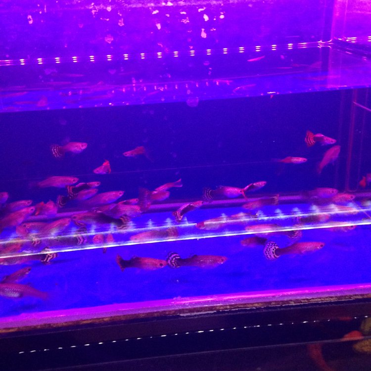 Прогулка по Китаю-2 (обзор цен на игрушки, животных, шмотки, еду)