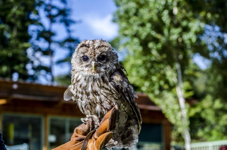 Любительские и профессиональные фотографии Сов (выпуск 2)