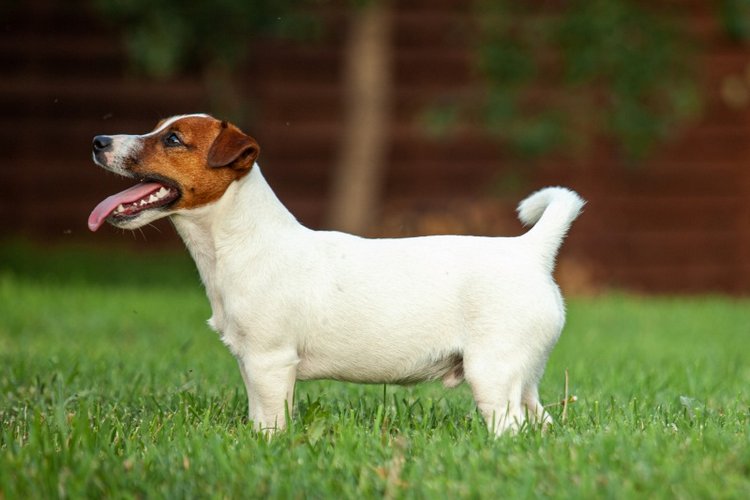 В гостях у STEPHA dolls! Biggers, Миниамигес, Вестида де Азул