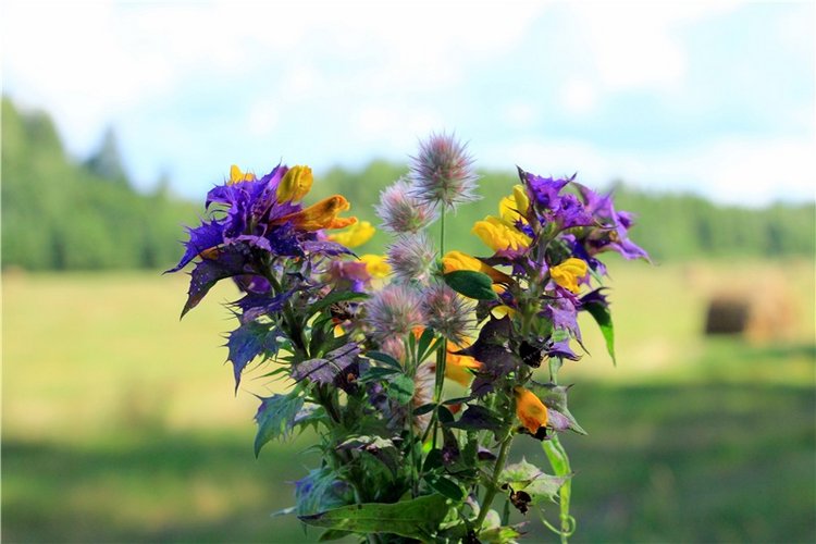 Деревенский "Треугольник" | Бэйбики Деревенский "Треугольник"
