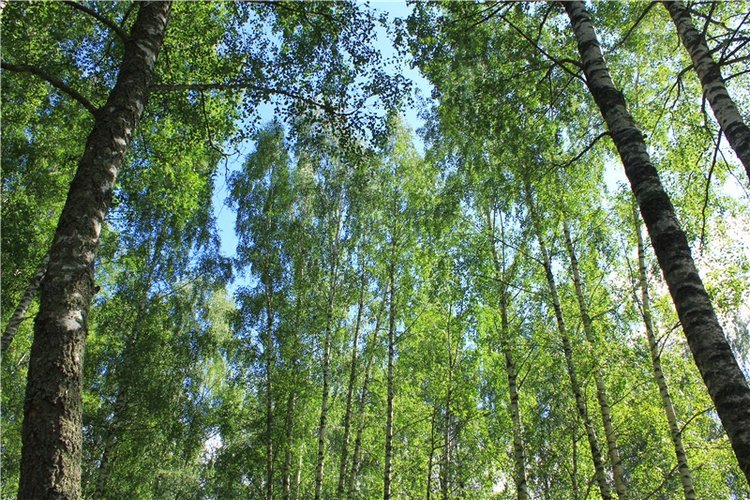 Августовское путешествие в "Сад Камней" | Бэйбики Августовское путешествие в "Сад Камней"