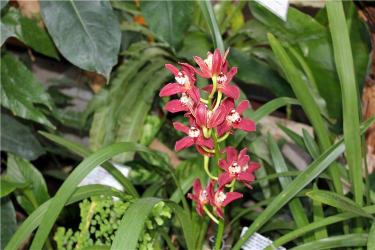 Тверской Ботанический Сад, продолжение | Бэйбики Тверской Ботанический Сад, продолжение