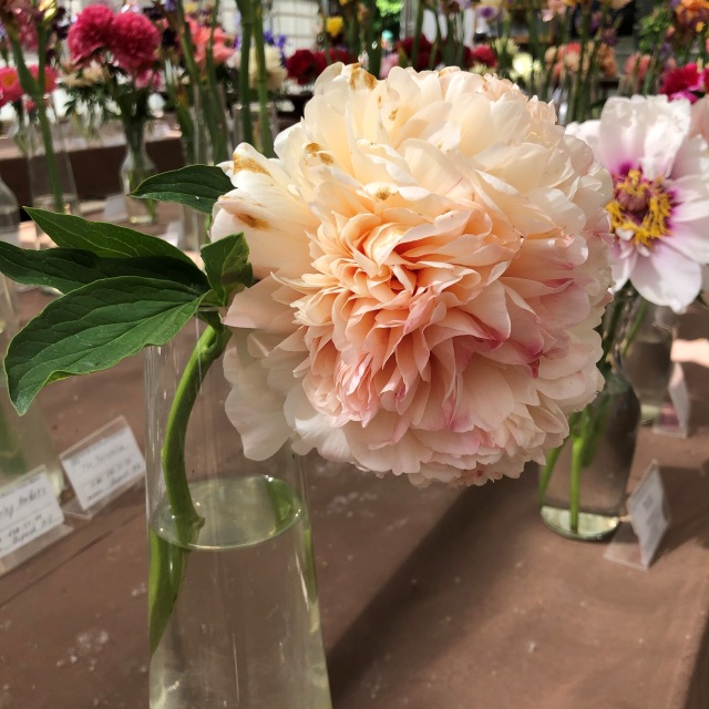 Тони Старк: приключения без брони. И снова Аптекарский огород | Бэйбики Тони Старк: приключения без брони. И снова Аптекарский огород