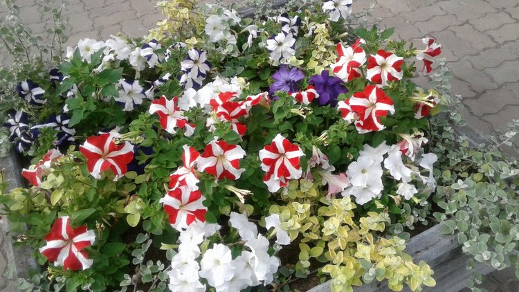 Наше лето, часть 1 — Куклы и тела Obitsu (Обитсу): 1/6