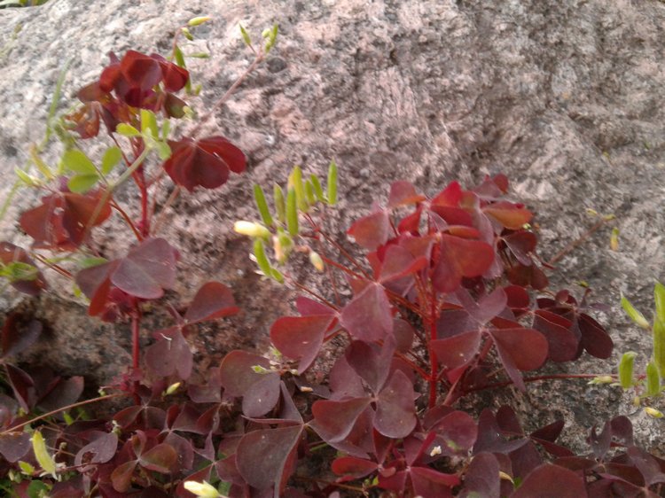 Прогулка... или свидание?! Центральный парк и цветы