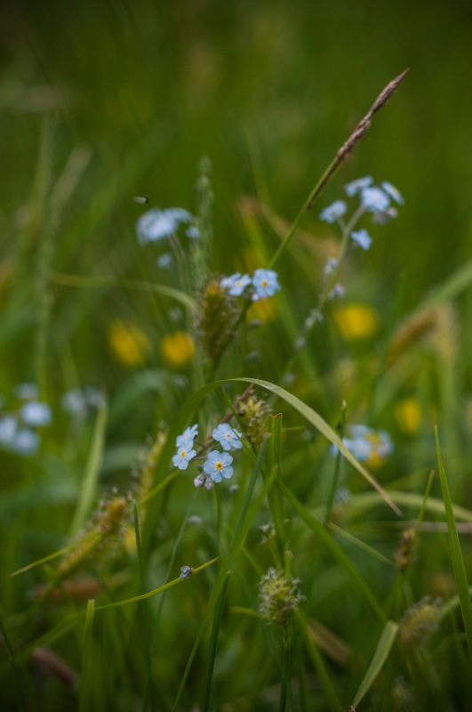 Лето, травка и "дикий" купальник