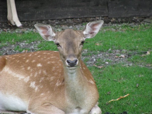 Разнообразие животного мира