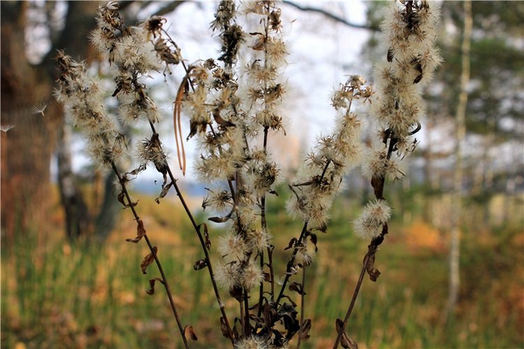Гришутка — Винтажные куклы ГДР (Немки): Бигги