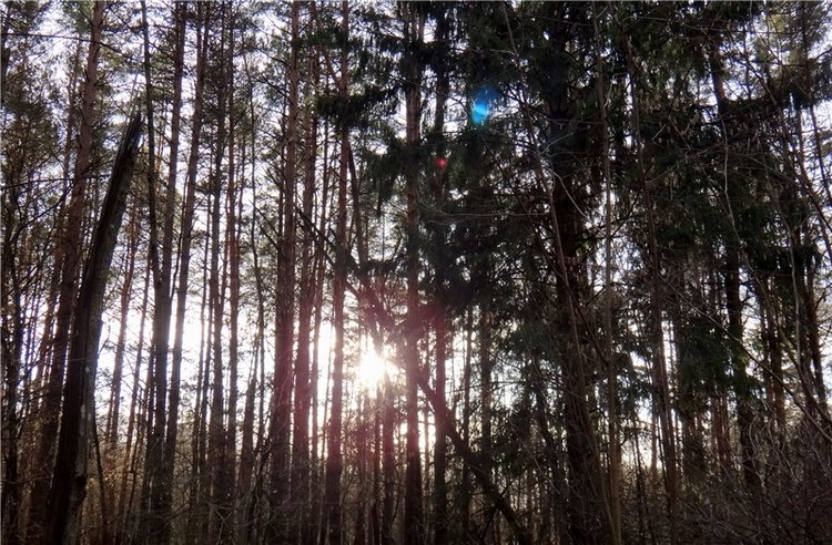 23 февраля - расцвели синие подснежники