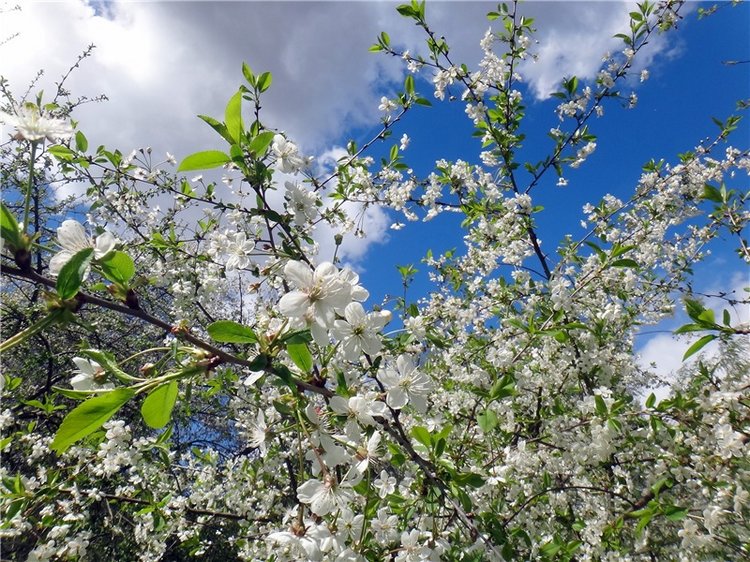 Просто Весна — Красивая природа и цветы: фото пейзажей