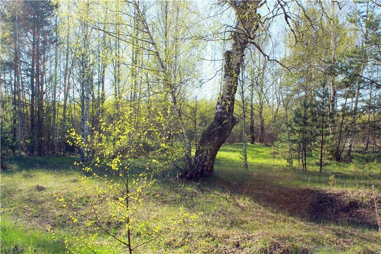 Прогулка Софи. Lati HoneyBee New Mystic Sophie | Бэйбики Прогулка Софи. Lati HoneyBee New Mystic Sophie