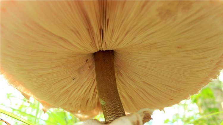 Августовское путешествие в "Сад Камней" | Бэйбики Августовское путешествие в "Сад Камней"