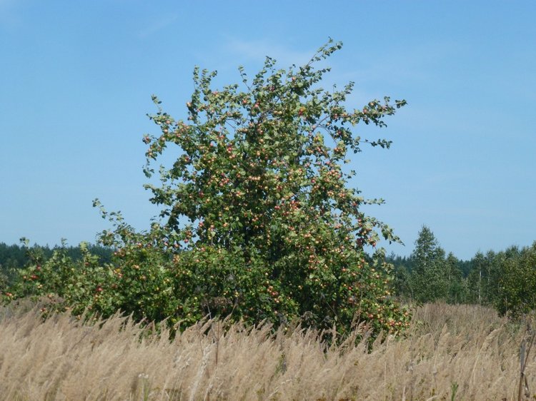 Отдых в деревне с Джой — Туризм и путешествия: фотоотчеты из поездок (фото 6)