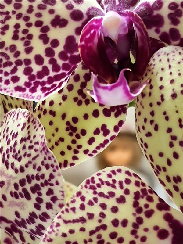 Динозаврики | Бэйбики Динозаврики — Куклы Meadow dolls (Медовушки): BJD (БЖД)