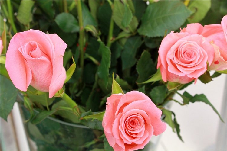 Выставка тюльпанов в Твери