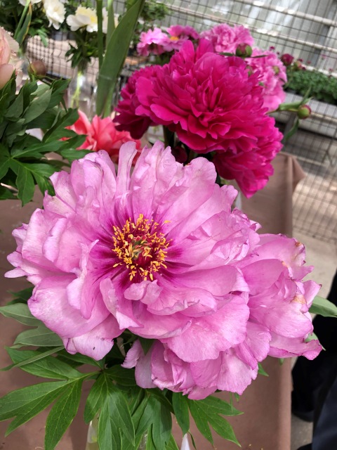 Тони Старк: приключения без брони. И снова Аптекарский огород | Бэйбики Тони Старк: приключения без брони. И снова Аптекарский огород