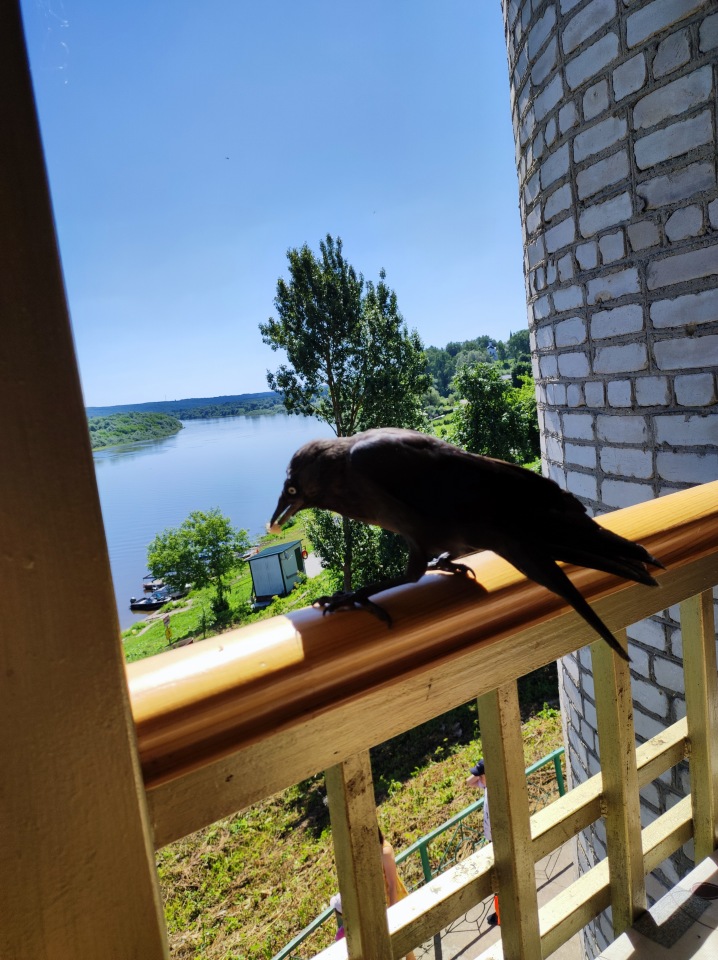 Вместе весело гулять по... Тарусе. Вихтели Линка и Алёнка