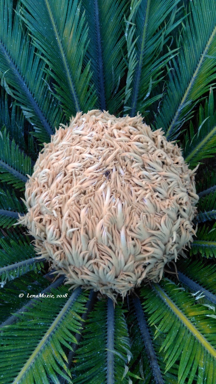 Kidz' тур. Нико на Крите. Аниссарас